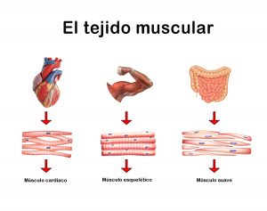 Módulo De Ciencias – CIII / MIII – 2B Sistema Muscular 03 | Colegio ...