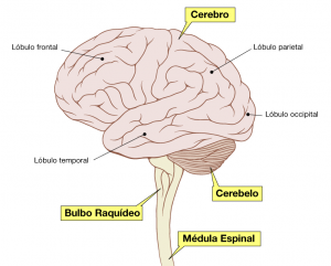 Dibujo del encefalo