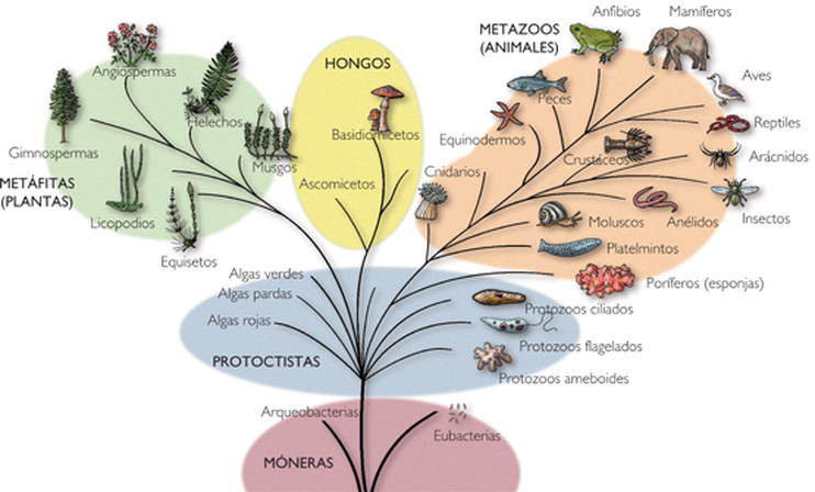 Módulo de Biología – CIV / M4 – 2.6.0A. La sistemática 02 | Colegio  Príncipe San Carlos